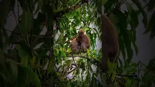 monkeys in the wilderness #monkey #monkeyvideo #nature #wilderness #wildlife #forest #natural