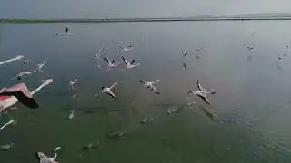 Beautiful Birds in Slow Motion &mdash; Relaxing Nature Visuals & Calming Ambience