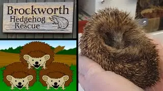 Brockworth Hedgehog Rescue Charity Fundraiser Documentary - PLUS new Koit 