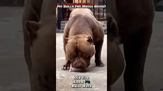 Do You Know the Truth About Pit Bulls the Media Hides 📺❌🐾#shorts #pitbull #doglife