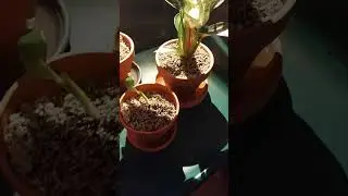 Calathea Sanderina, Philodendron White, aus 2 mach 4