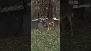 Does pause at edge of woods in yard, one stomps her hoof #deer #does #animalbehavior #wildlife