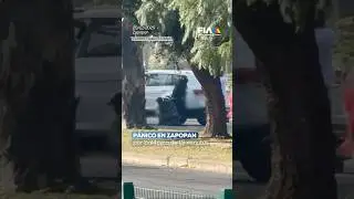 Terror en Zapopan: Balacera deja muertos y heridos