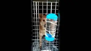 Dog Meat Trade Survivor: From China To America
