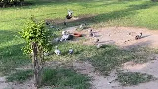 Morning Footage of pigeons #feeding #birds #morningroutine #sunlight #earlybird 
