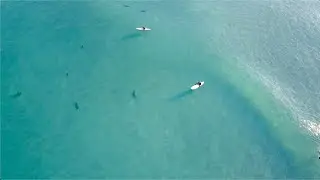 Surrounded by SHARKS!!! | Florida Shark Migration | Amazing 4K Drone Footage