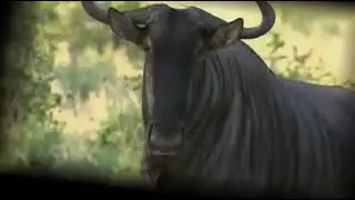 Wildebeest vs Male Lion - Wildebeest Owns