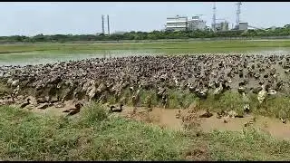 Indian runner ducks for sale Rs 130 only RJ POULTRY 7305706463 #desiduck #Indian runner duck #duckli