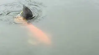 aggressive coot pecks a fish