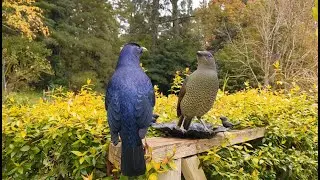 Up close with Satin Bowerbirds (4K)