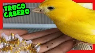 ЖЕЛТЫЕ КАНАРИИ 🐤 ТРЮКИ К ПЕЧАТНЫМ КАНАРИЗАМ ЖЕЛТЫЙ ПРИРОДНЫЙ | ПИГМЕНТ ДЛЯ КАНАРИЙ