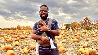 Внутри тыквенной фермы Даймента и дома с привидениями 🎃