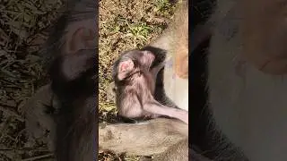 Adorable lovely cutie baby monkey  Jagger  falling asleep #shortvideo #shortsfeed #shorts #monkey