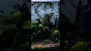 aquascape murah.   #aquascape #aquascapemini #ikanwarnawarni #aquascapesimple #tanamanaquascape