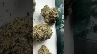 John wick- lemon Thai Hindu Kush x chemdawg. #cannabiscommunity420 #weedgotmefaded #cannabisuk