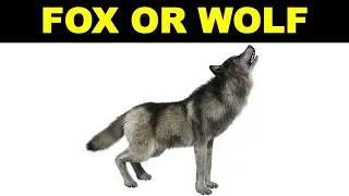 19 Commonly Confused Animals | Guess it in 3 Seconds | Nearly Identical Animals