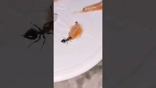 Crematogasters Vs Fruit Fly Larvae - Vlog da Rainha #ants #formigas #antskeeping  #vlogdarainha