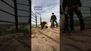 Лошадь ложится по команде/выстрелу