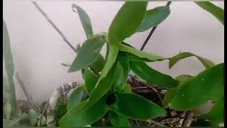 sabes los cuidados de la planta callisia fragans?? aqu&iacute; te los comparto!