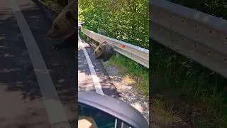 Трансфагарашанска мечка #transfagarasan #bear #amazing #big #nice