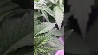 Runoff pH and EC, and Synganic Nutrients | Gold Leaf (ILGM) [Day 28 Vegetation]