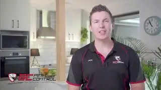 How do we conduct a termite inspection?