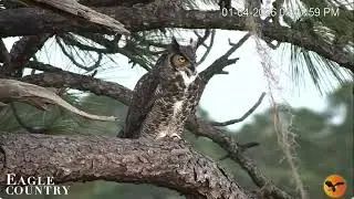 Eagle Country, great horned owls's night in the nest Eagle Country Nest Cam 2025 / Bayhead Cam 2025