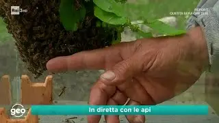 GLI SCIAMI DI API