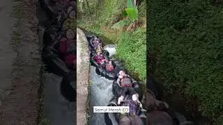 River Tubing Kali Pucung Kemuning #shortsvideo #rivertubing #kemuningceria #karanganyarhitz