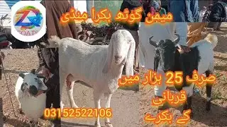 میمن گوٹھ بکرا منڈی  2026  1 9 laetast update صرف 25 ہزار میں قربانی کے بکرے