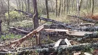 palombe.org  - Dégât impressionnant à l'une des palombière