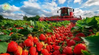 How American Farmers Harvest Tons of Strawberries - Strawberry Harvesting