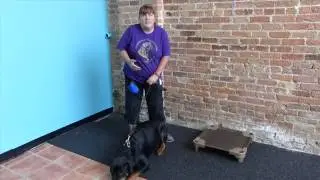 K9 University Chicago: A Positive Perspective