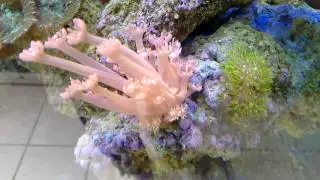 Goniopora rosa