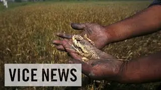 VICE News Daily: Indian Farmers Commit Suicide Due to Ruined Crops
