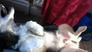 Alaskan Malamute Puppy Cuddles