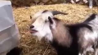 Goats Yelling Like Humans - Super Cut Compilation
