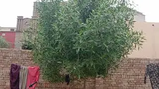 Fresh Morning After Rain | Sehn Ka Clean Look, Bike, Green Tree & Clouds