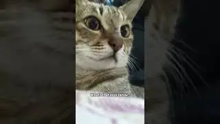 a thief's story 😺😻🎀#shorts #cats #funny
