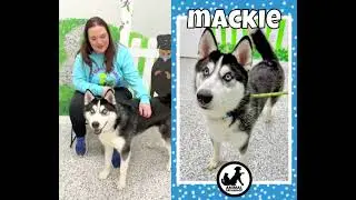 Adopt Mackie | Animal Orphanage | Dogs & Cats for Adoption | #aonj