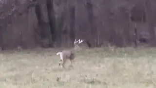 2nd rut?