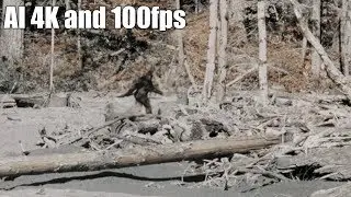 4K 100fps | Bigfoot - Patterson-Gimlin Footage