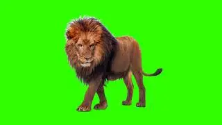 lion image 🦁 Green screen video free download - Free copyright