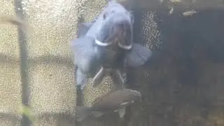 Feeding the fish in the third of three new tanks