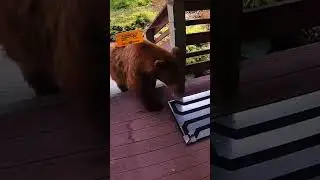Curious bear is ZAPPED by electric mat ⚡️