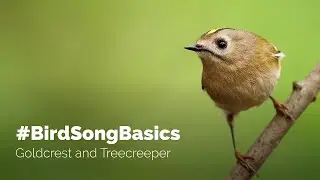 #BirdSongBasics &mdash; Желтоголовый корольок и Древолаз