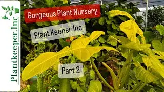 Best Plant Nurseries in Dallas Plant Keeper Inc Nursery Tour Part 2