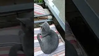 meet Graylee