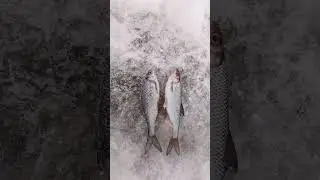 Что за рыба?🥵  #shortsvideo #fishing #рыбалка