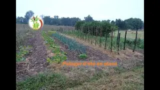 Au Potager sa pousse et r&eacute;colte final m&eacute;lange f&egrave;ves pois, Juin 2020